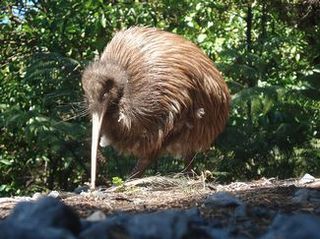 キウイ kiwi2.jpg